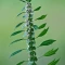 بذر دم شیر 0.5 گرم 