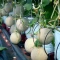 بذر طالبی تو سبز ساوه 1 گرم 
