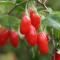 بذر گوجی بری قرمز 10 عددی 