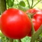 بذر گوجه فرنگی راتگرز 10 عددی 