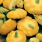 بذر کدو ستاره ای نارنجی  10 عددی 