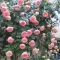 بذر رز رونده صورتی 5 عددی