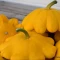 بذر کدو ستاره ای زرد 10 عددی