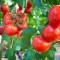 بذر گوجه فرنگی پیش رس (CH) 1 گرم 