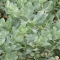 بذر سلمکی بوته ای 10 عددی
