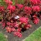 بذر گل آمارانتوس نخلی قرمز 1 گرم 