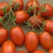بذرگوجه فرنگی روم20 عددی