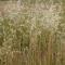 بذر جو دوسر زراعی 100 گرم