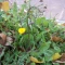 بذر کیسه کشیش 1 گرم 