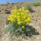 بذر آنغوزه 1 گرمی