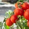 بذر گوجه فرنگی مارگلوبه 10 عددی