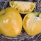 بذر گوجه قلبی نارنجی درختی 10 عددی 