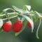 بذر گوجی بری قرمز 10 عددی 