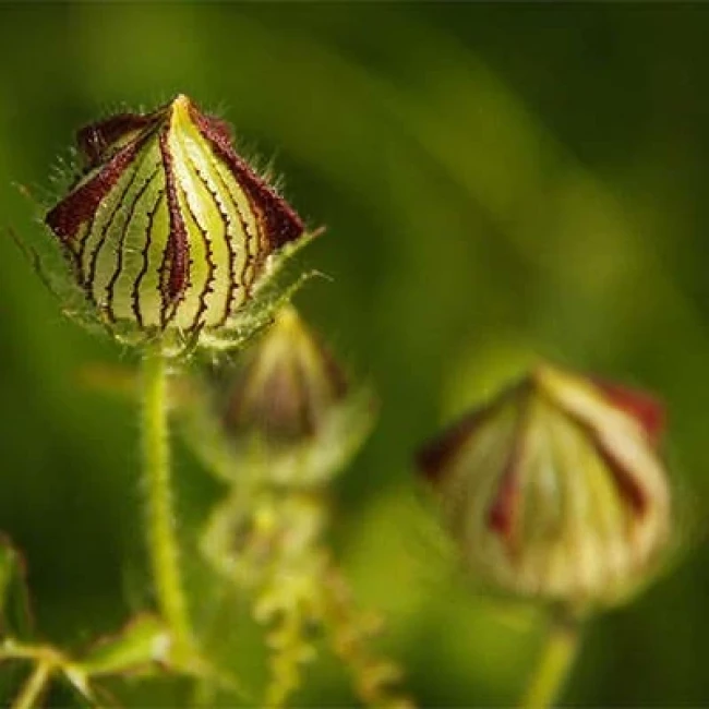 بذر ختمی سه رنگ 5 عددی