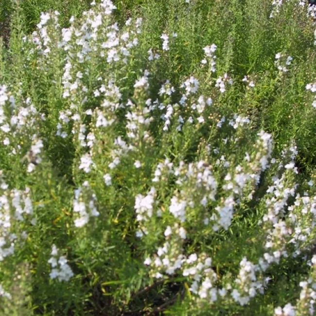بذر آویشن باغی (ولگار) 1 گرم 