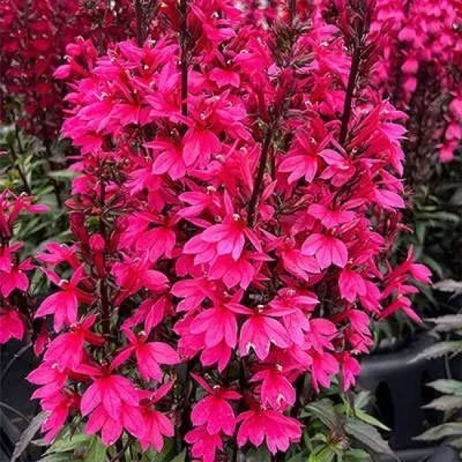 بذر مینا چمنی پاکوتاه صورتی 1 گرمی