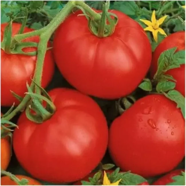 بذر گوجه فرنگی آس 55 (10 عددی)