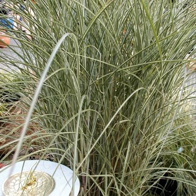 بذر درختچه استیپا باربات 5 عددی 