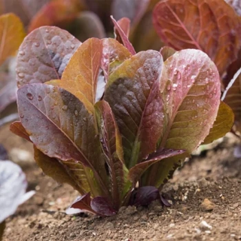 بذر کاهو بنفش رومین بنفش 30 عددی 