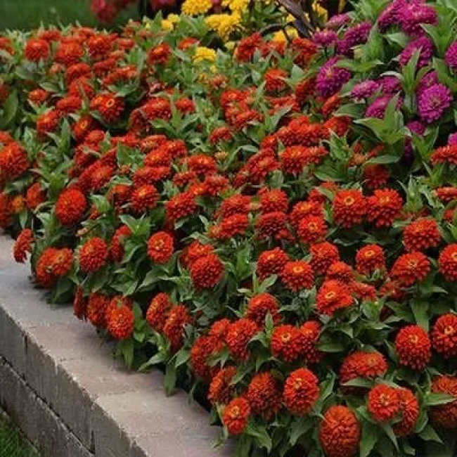 بذر گل رعنا زیبا پاکوتاه گل درشت قرمز (گلدانی) 1 گرمی