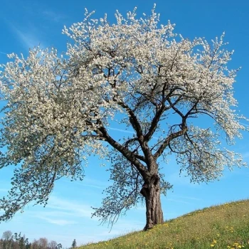 بذر درخت بادامک ( بادام کوهی) 10 عددی 