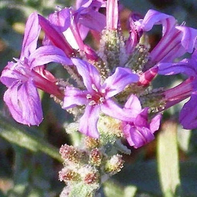 بذر علف سربی 5 عددی