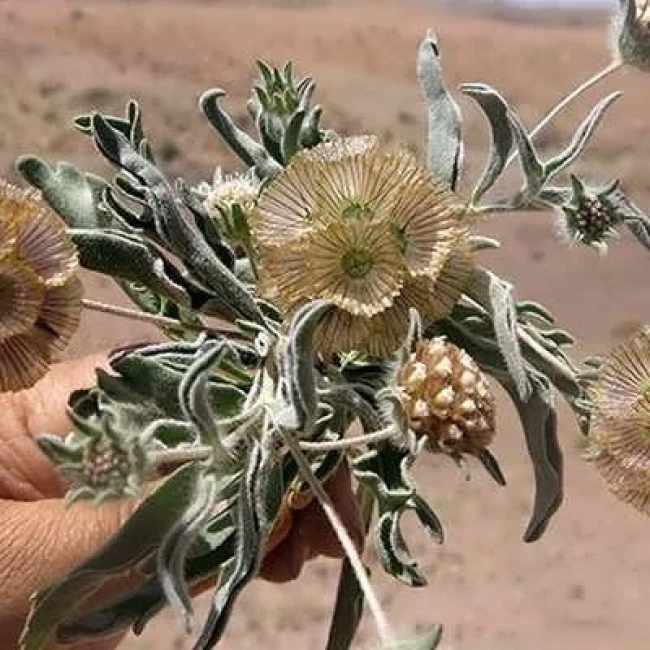 بذر گل کبوتر (گیاه طوسک) 10 عددی