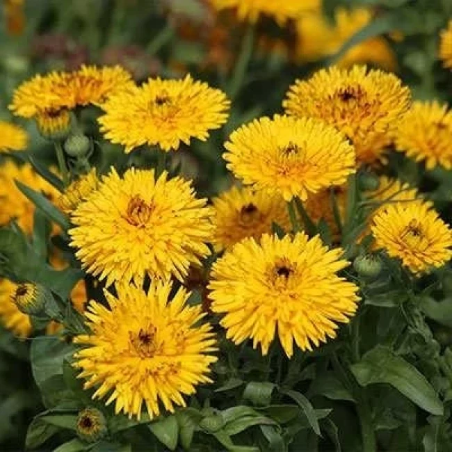 بذر گل همیشه بهار پاکوتاه پرپر مخلوط زرد 1 گرمی