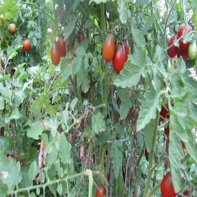 بذر گوجه فرنگی تخم مرغی قرمز 10 عددی 