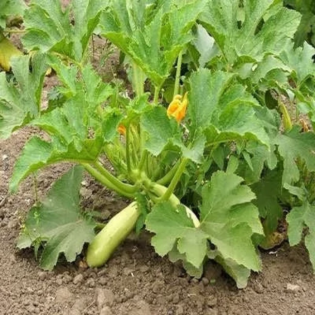بذر کدو خورشتی چارلیستون 5 عددی