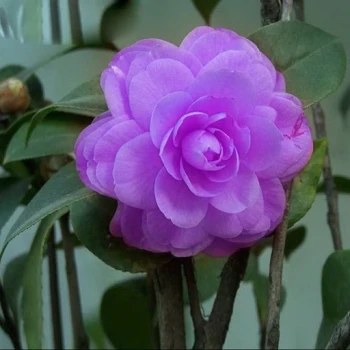 بذر کاملیا میکس 5 عددی 