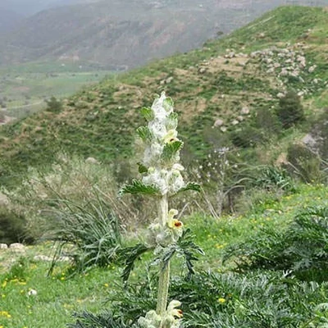 بذر سنبل بیابانی 5 عددی
