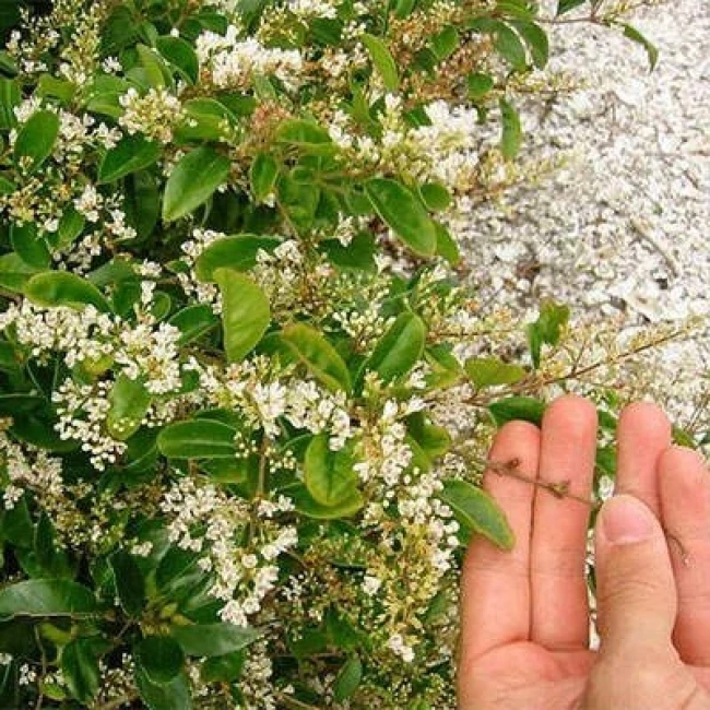 بذر برگ نو چینی 10 عددی