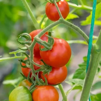 بذر گوجه گیلاسی چادویک 10 عددی 