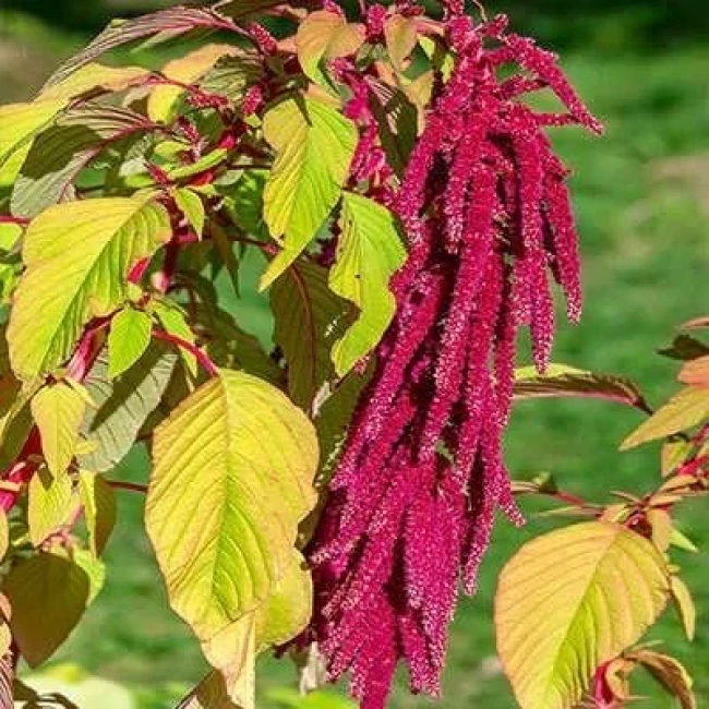 بذر آمارانتوس پونی پابلند قرمز 1 گرمی