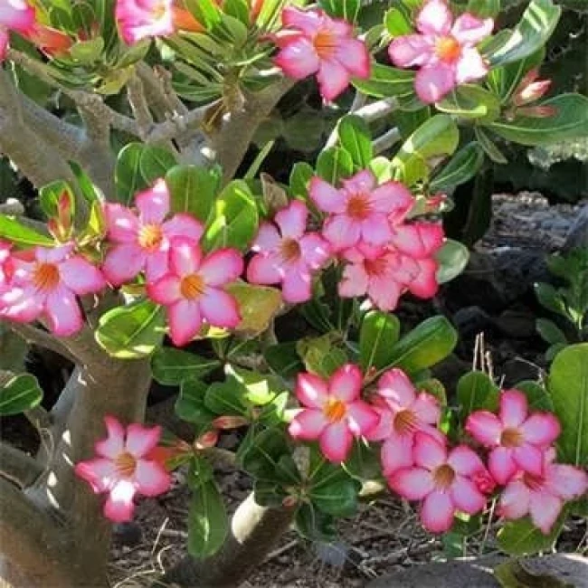 بذر آدنیوم آبسوم 2 عددی