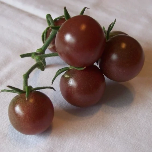 بذر گوجه گیلاسی روسی 10 عددی 