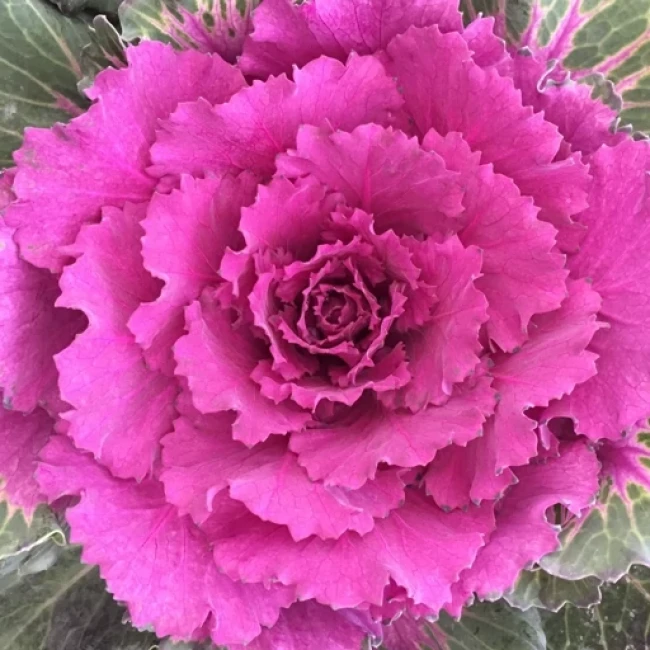 بذر گل کلم زینتی الوان 1 گرم 