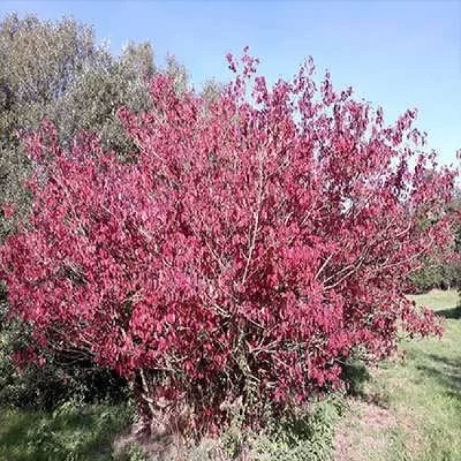 بذر کورنوس سنگوئینا 2 عددی