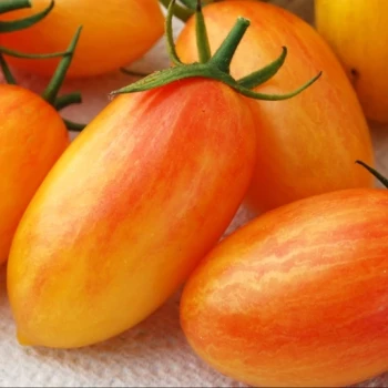 بذر گوجه زیتونی بلاش10 عددی