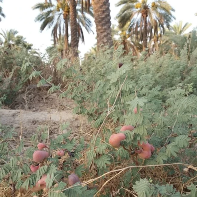 بذر کهورک (جغجغه) 10 عددی 