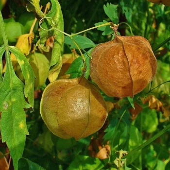 بذر بالون عشق 2 عددی 
