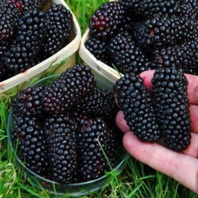 بذر بوی سن بری 4 عددی 