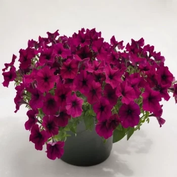 بذر گل اطلسی بنفش 100 عددی 