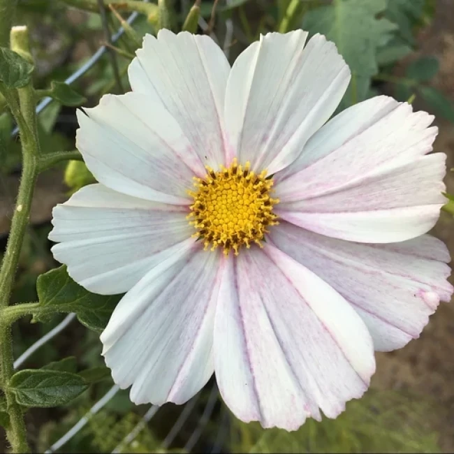 بذر گل ستاره ای الوان 1 گرم 