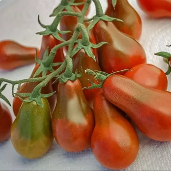 بذر گوجه فرنگی شکلاتی گلابی 10 عددی 