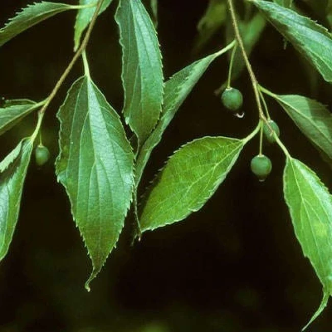 بذر داغداغان اروپایی 5 عددی