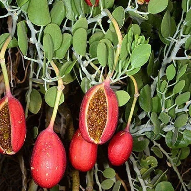 بذر کور گوشتی 10 عددی