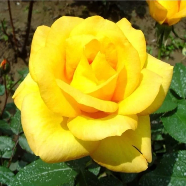 بذر گل رز 11 رنگ میکس 10 عددی 