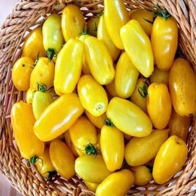بذر گوجه فرنگی موزی 25 عددی